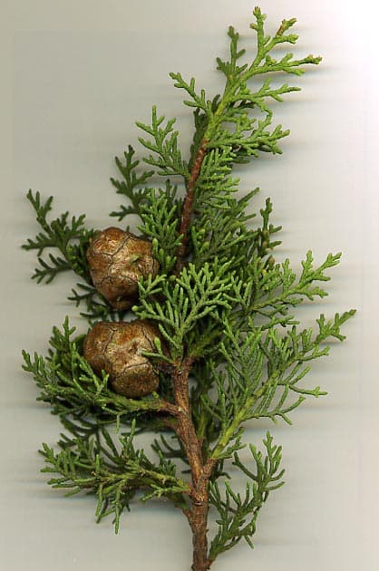 Illustration botanique de le cyprès