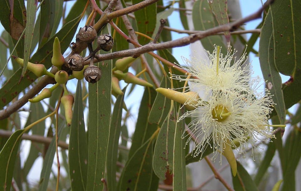 Illustration botanique de l'eucalyptus