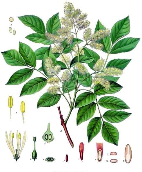 Illustration botanique de le frêne