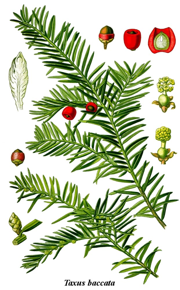 Illustration botanique de l'if