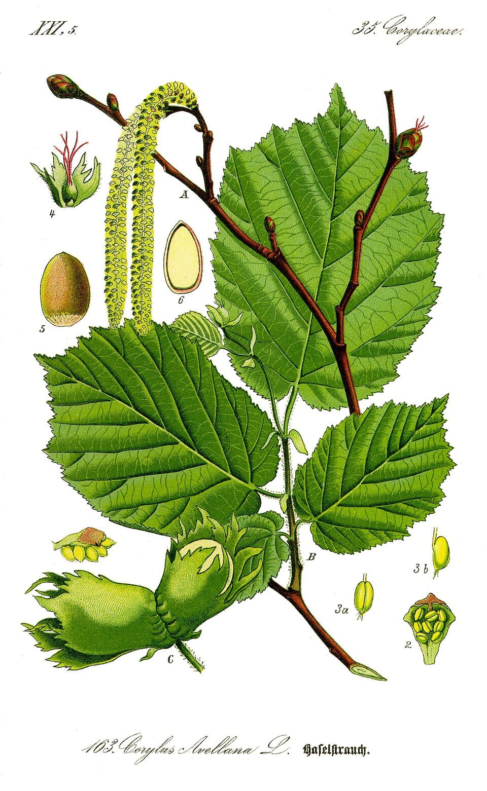 Illustration botanique de le noisetier