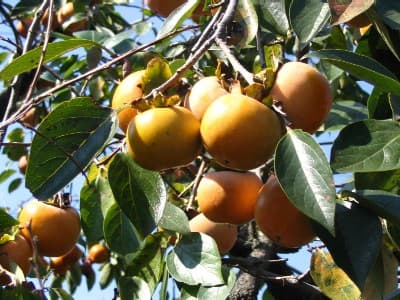 Illustration botanique de le plaqueminier (kaki)