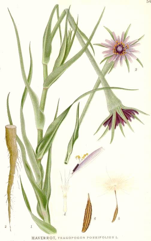 Illustration botanique de le salsifis