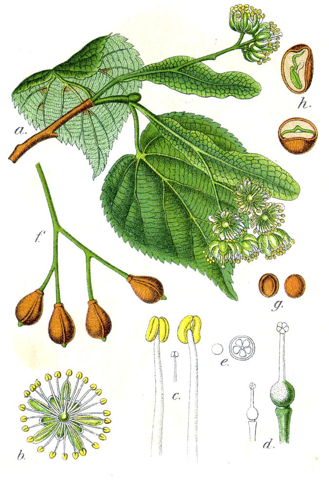 Illustration botanique de le tilleul